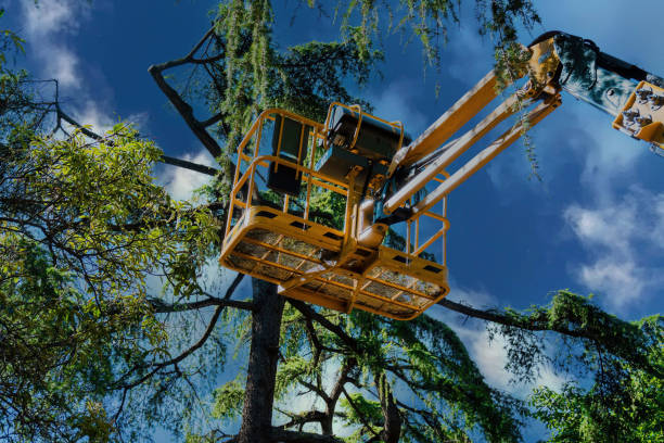 How Our Tree Care Process Works  in  Benicia, CA