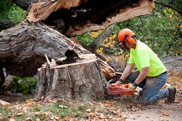 Benicia, CA Tree Care Services Company