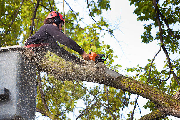 Lawn Pest Prevention in Benicia, CA